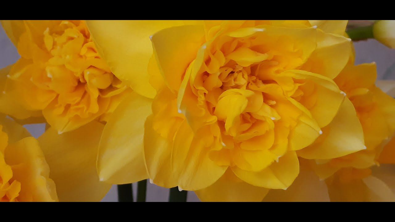 Теплый апрельский денек в Саду на трех холмах... смотреть онлайн