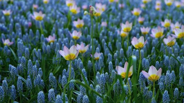Цветочный рай.Кёкенхоф - королевский парк цветов.Keukenhof Flower Garden