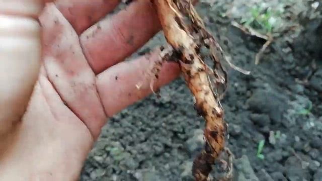 ПЕРЕСАДКА МАНДРАГОРЫ В ОТКРЫТЫЙ ГРУНТ #mandrake#мандрагора#магия #колдовство#руны#порча#WAZIFA