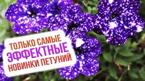 Лучшие виды и сорта петуний! Обзор сортов петуний