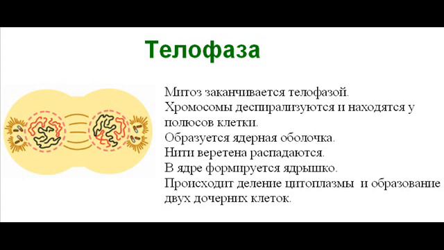 Биология. Часть 8. Митоз смотреть онлайн