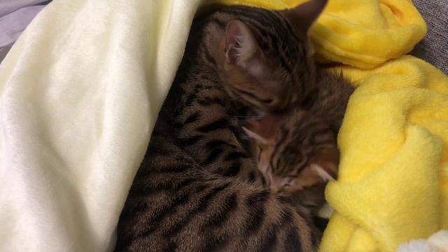Когда запахло чем-то вкусненьким... Котенок гурман \ Gourmet Kitten