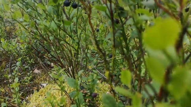 Пора заготавливать берёзовые веники! смотреть онлайн