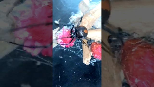 Latrodectus hasselti australis Red bag careful handling from experience смотреть онлайн
