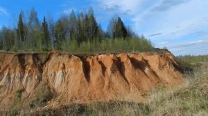 ГОТОВИМ СОСНУ К ПЕРЕСАДКЕ. 100%-й РЕЗУЛЬТАТ.