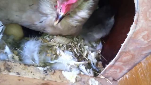 Вылупление циплят под курицей смотреть онлайн