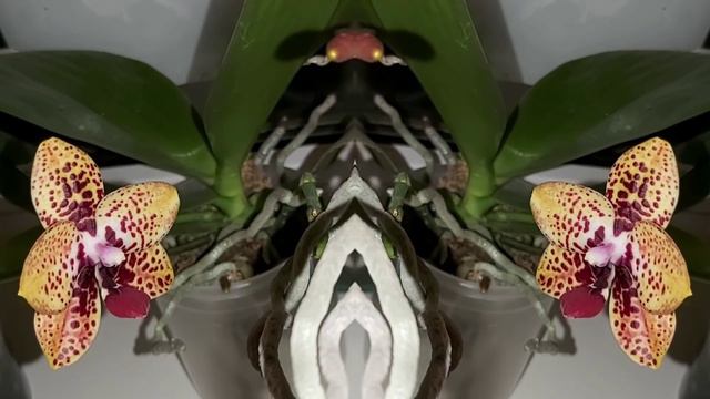 С Наступающим Новым годом🌲ОРХИДЕИ дарят НАСТРОЕНИЕ, Загадывайте Желания ❤ смотреть онлайн