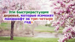 Эти быстро растущие деревья, изменят ландшафт за три четыре года.???