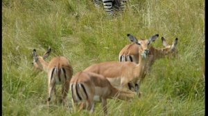 Кения. Национальный парк Масаи Мара