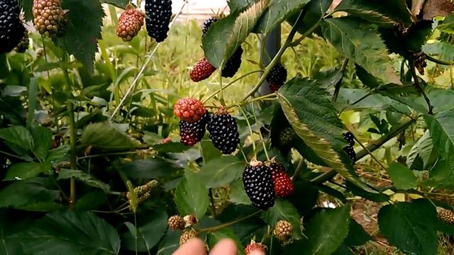 Ежевика, сорт Натчез, ранний. Огромная. Первые зрелые ягоды.