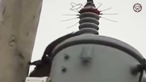 Животные, Которых Не Пощадило Электричество
