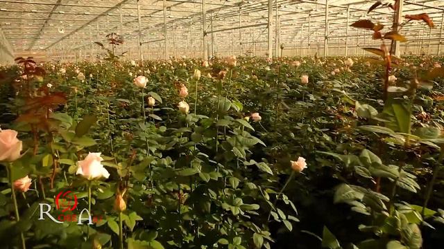 "BELFIORE" FLOWER SALON | «ԲԵԼՖԻՈՐԵ» ԾԱՂԿԻ ՍՐԱՀ смотреть онлайн