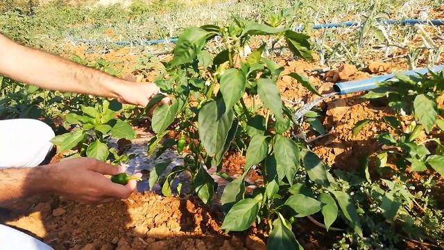 MALATYA DA KÖYDE BİR GÜN..!!! A day in the village in Malatya смотреть онлайн