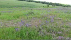 Чабрец или Богородская трава.Лечебные травы.