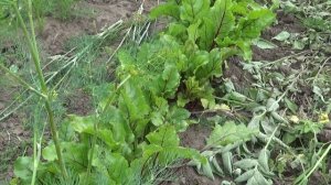 Свекла на ленте. Результат