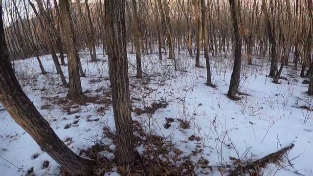 загонная охота на оленя в Приморском крае смотреть онлайн