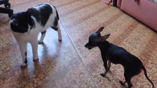 очень смешно смотреть всем нежданьчик в конце