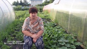 Никаких теплиц! Никакого формирования! Огурцы в открытом грунте без хлопот.