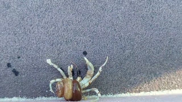 Живые крабы из моря вышли2021год