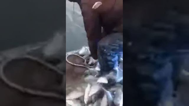 Вот это рыбалка!!! смотреть онлайн