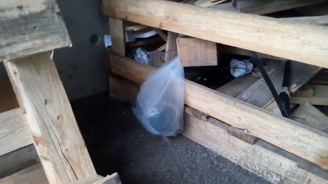 Голубь застрял в пакете. смотреть онлайн