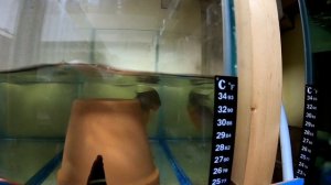 Разведение жемчужных гурами