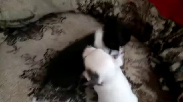 Продаются щеночки-чихуахуа(девочки) смотреть онлайн