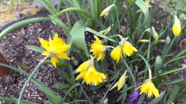 Rip Van Winkle Daffodils | Fritillaria imperialis | meleagris | Heather | All beside the Pond смотреть онлайн