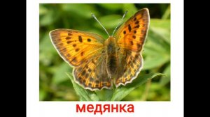 Животные насекомые 3 бабочки