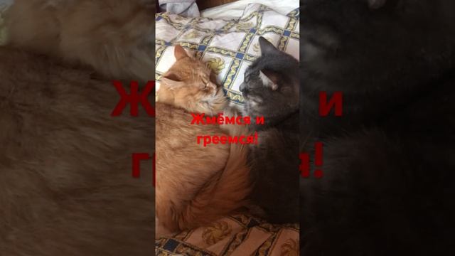 Мася и Маруся в холодный осенний день смотреть онлайн