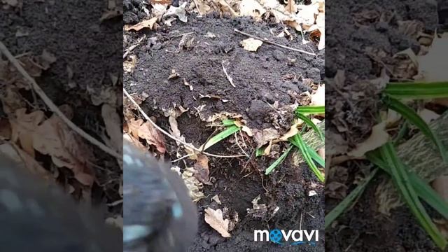 До капываю клад дорогих ПЕТРОВСКИХ монет смотреть онлайн