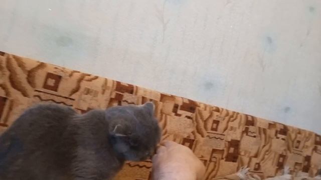 характер шотландской вислоухой кошки смотреть онлайн