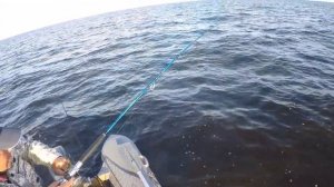 Ловим судака на Рыбинском Водохранилище на воблеры BAT.