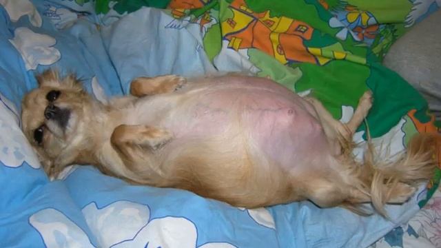 Беременность чихуахуа по дням и роды у собаки смотреть онлайн