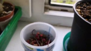 Ардизия Обзор и Размножение Семенами