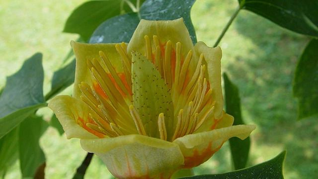 Studies of Trees Lesson 29: The Tulip Tree смотреть онлайн