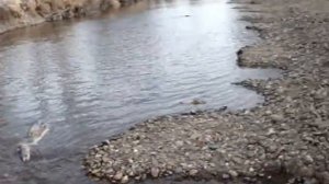 Нерест лосося