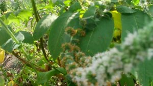 Сердцевидный орех из питомника Орешка в августе 2022г. Садил орех однолетним саженцем в 2019г.