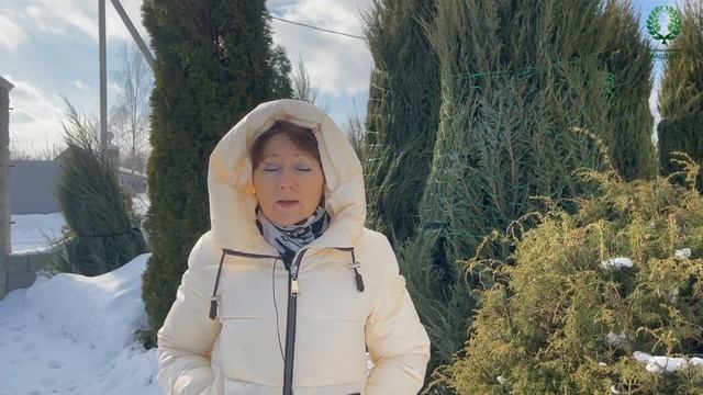 Привитые и корнесобственные розы. Питомник растений Е. Иващенко смотреть онлайн