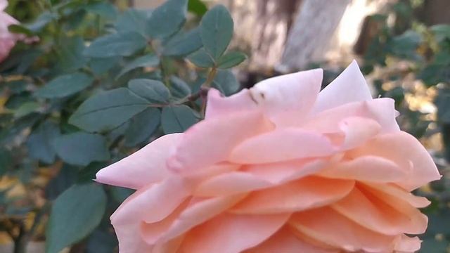 РОЗА Сурир дэ Хавр/Sourire du Havre/ОЧАРОВАТЕЛЬНАЯ смотреть онлайн