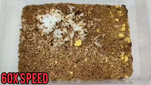 Feeding Egg to 1000 Black Soldier Fly Larvae BSF farm Test feeding Time Lapse. Satisfying ASMR смотреть онлайн