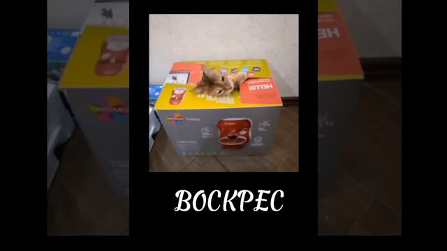 ДАВАЙ МЯСО!!! смотреть онлайн