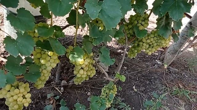 @Виноград Лора, Флора Виноград 2021 Виноградник Якушенко смотреть онлайн