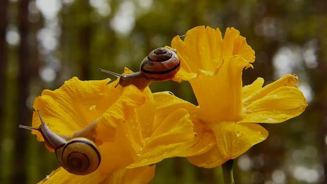 Нежная музыка смотреть онлайн