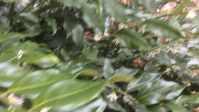 Sarcocoque à feuilles de ruscus ou 'Sarcococca ruscifolia' смотреть онлайн