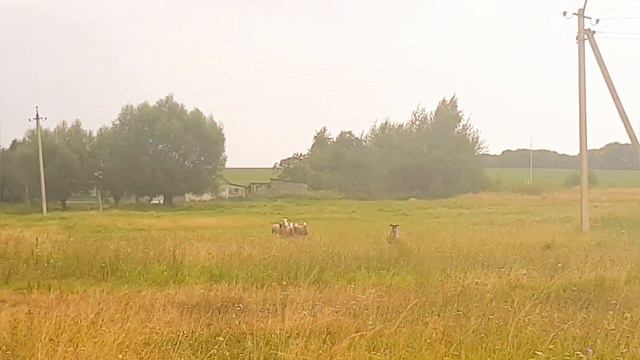 Любуемся на работу комбайнов. Цены на зерно нового урожая. смотреть онлайн