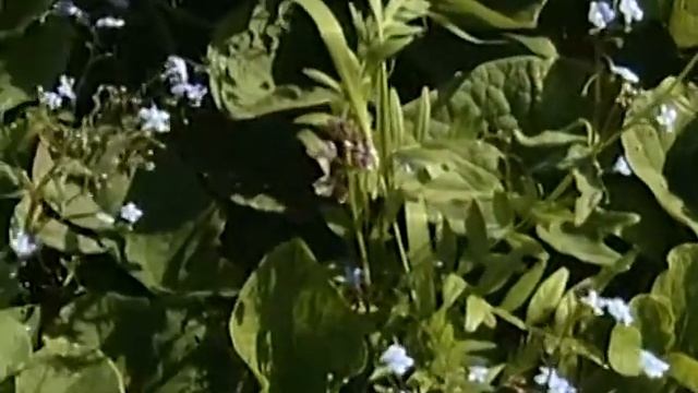 Неприхотливые и красивые брунера и бадан смотреть онлайн