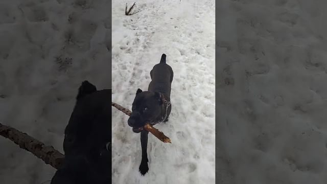 игрульки маленькой Кане Корсо Кэтрин🐾 смотреть онлайн