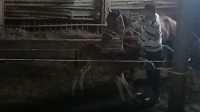 доим лошадей . день первый смотреть онлайн