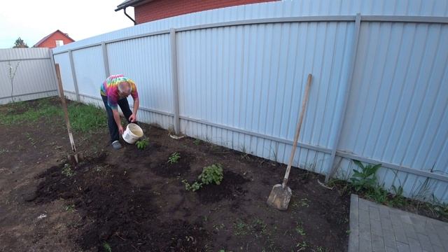 Сажаем АКТИНИДИЮ. смотреть онлайн